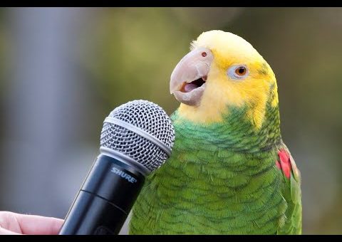 how much does a talking parrot cost